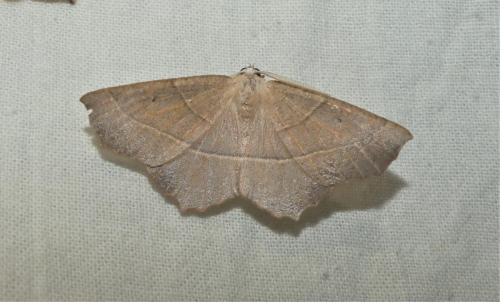 Campaea honoraria